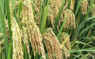 吉优航1573水稻品种简介,大田用种量每亩1.5公斤