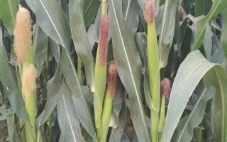 粘玉米是不是转基因，当前国内未推广转基因玉米