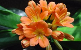 冬天开什么花，常见的有红花龙胆、君子兰等