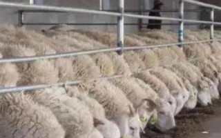 圈养羊如何正确喂养,要定时定量进行饲喂