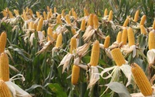 宜单1638玉米品种的特性,3月下旬至4月初播种