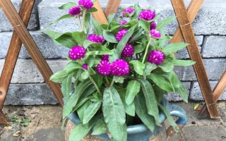 千日红怎么养殖，每隔5-7天左右浇一次水