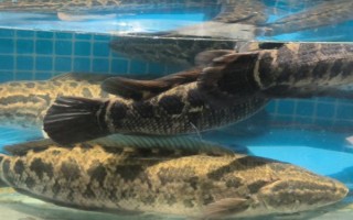 黑鱼的刺多吗，只有少量的大刺