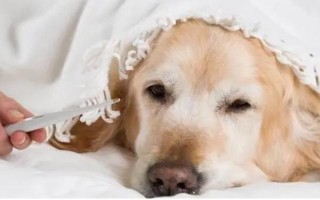 狗会不会感冒发烧，上呼吸道感染、患上某些炎症等疾病会引起发烧