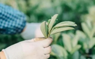 蚕豆什么时候掐顶，可以在五月份进行