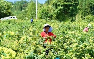 金银花什么时候采摘，在白蕾前期和白蕾期采摘为佳