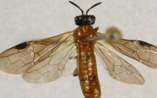 桂花树的盆栽方法，连带着土球栽入盆中并浇透水