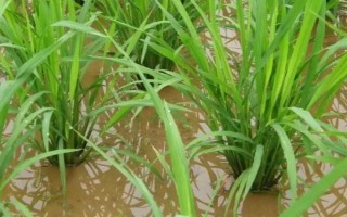 99优468水稻品种简介，6月下旬播种