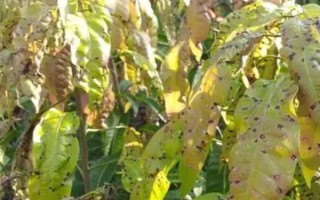 芒果叶疫病的症状，严重时会导致叶片全部枯死掉落