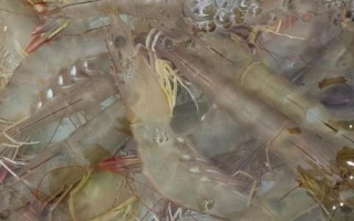 基围虾苗的价格,250-280元左右一万尾