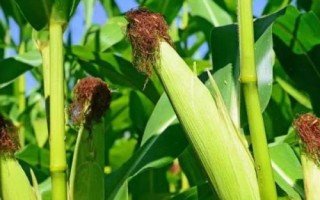 桂彩甜糯620玉米种子特点，注意防涝抗旱和病虫害防治