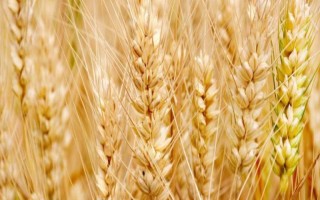 济农107小麦品种简介，每亩基本苗12-15万