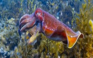 乌贼有没有壳，长有外壳和内壳