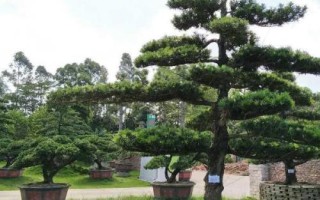 怎么养殖罗汉松，生长期每隔1-2个月追施一次肥料