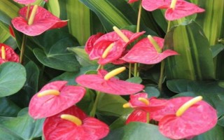 红掌被冻伤了如何处理，要把室温保持在10℃以上