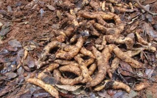 引种天麻要注意什么，当地的气候满足条件才能种植