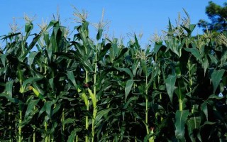 利禾10玉米种子特征特性，中抗丝黑穗病（6.8%MR）