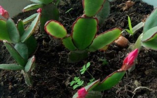 夏天可以扦插假昙花吗,初夏是扦插的好时机