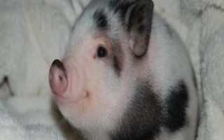 宠物猪的寿命，寿命在10年左右