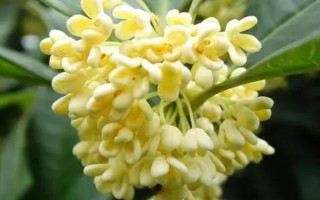 后院种桂花有何含义，无特殊含义可用来观赏和乘凉