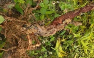 对果树使用未腐熟的有机肥有何害处,容易灼伤根系引发虫害