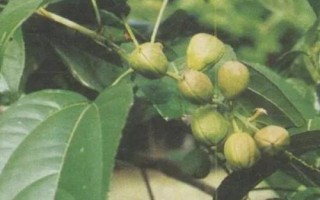 巴豆简介,属常绿灌木或小乔木
