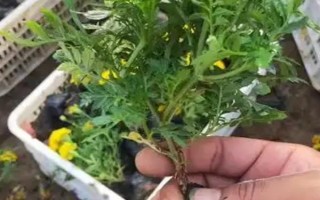 孔雀草的发芽时间，通常为播种后10天左右