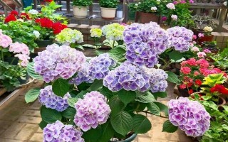 室外温度多少时不可放花,低于10℃的时候不能放