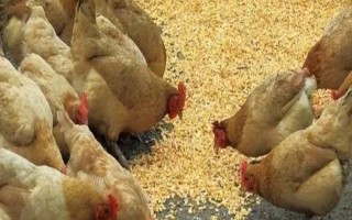 鸡积食不消化如何解决，可采取以下3种方法