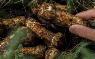 我国哪里产的松茸好，林芝、南华、雅江等地产的松茸品质佳