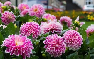 让大丽花再度花繁叶茂的技巧，芽高3-4厘米时移到有散射光源照射到的地方