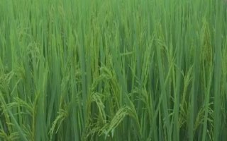 旱优640水稻种子简介,每亩用种量1~5千克