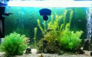 水霉菌的克星是什么，孔雀石绿是它的克星