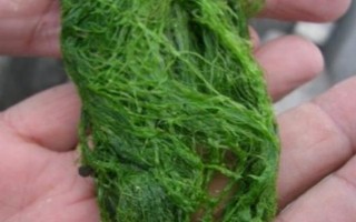 海边钓鱼用什么鱼饵，可选择动物饵料或植物饵料等