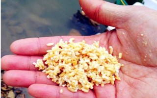 鳙鱼爱吃什么味型的食物，喜欢吃臭味、酸味和腥味的食物