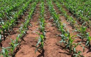 五谷8818玉米品种简介，平均生育期134-136天