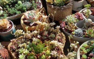 夏天多肉有哪些常见问题，容易出现灼伤、水伤、徒长等情况