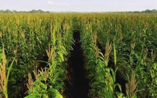 大玉糯3号（试验名称：大玉糯3号）玉米种子特点，宽窄行或等行距播种种植