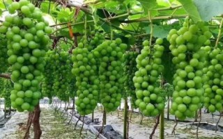 春季怎么对葡萄施肥，芽眼开始膨大时要亩施尿素25-30公斤