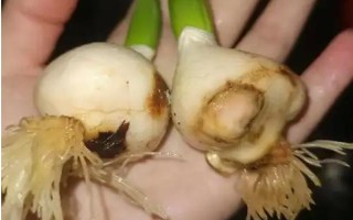 郁金香茎短花小的原因，可能是品种退化或受到遗传基因的影响