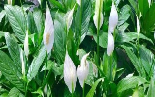 白掌的叶子发黄怎么处理，需保证充足的光照和停止施肥