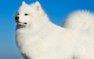 宠物狗的家庭喂养方法，一般喂食商品狗饲料