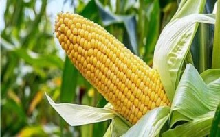 隆平207玉米种子介绍,中等肥力以上地块栽培