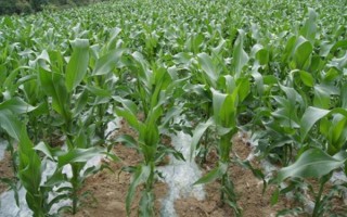 吉玉18玉米种子特征特性，及时防治纹枯病和玉米螟