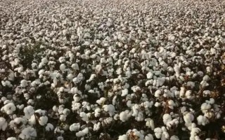 亚华棉11号棉花种子特点,每亩定植1100~1300株