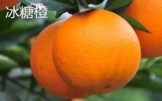 哪些柑橘品种最甜,包括皇帝柑、丑柑、脆蜜金柑等品种