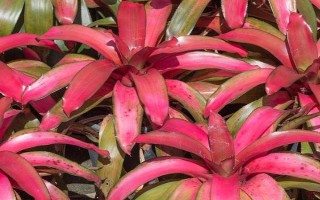 五彩凤梨怎么养殖，需通过浇水让土壤保持微湿状态