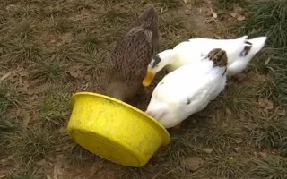 给鸭子喂盐的作用，出栏前喂盐可以增重