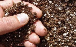 帝王花的养殖方法,每隔3-5天浇水一次