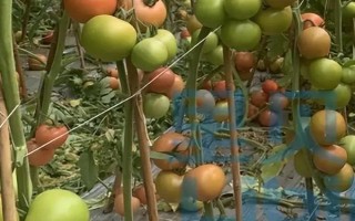 冬季如何保证番茄着色,一定要加强保温措施